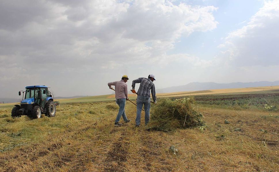 Batman’da Yağışlar Tarımı Rahatlattı, Kuraklık Endişesi Azaldı