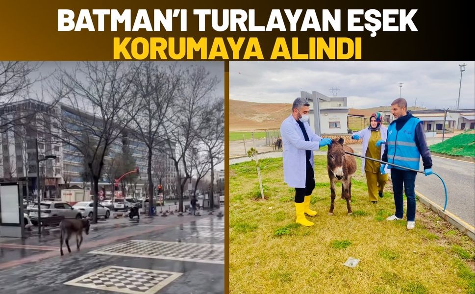 Batman’ı Turlayan Eşek Korumaya Alındı