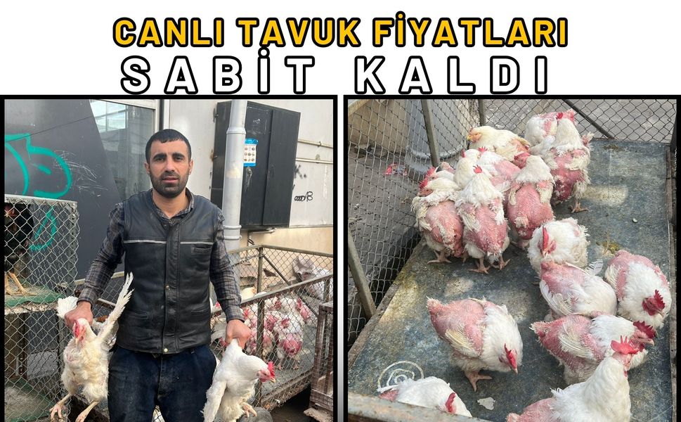 Canlı Tavuk Fiyatları Sabit Kaldı