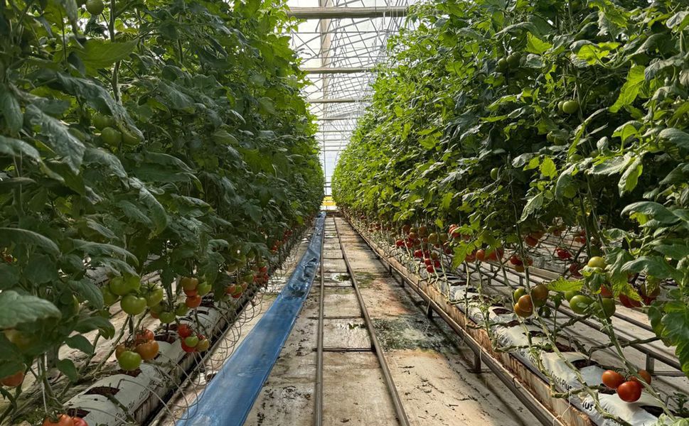 Sera OSB'de topraksız tarım dönemi başladı