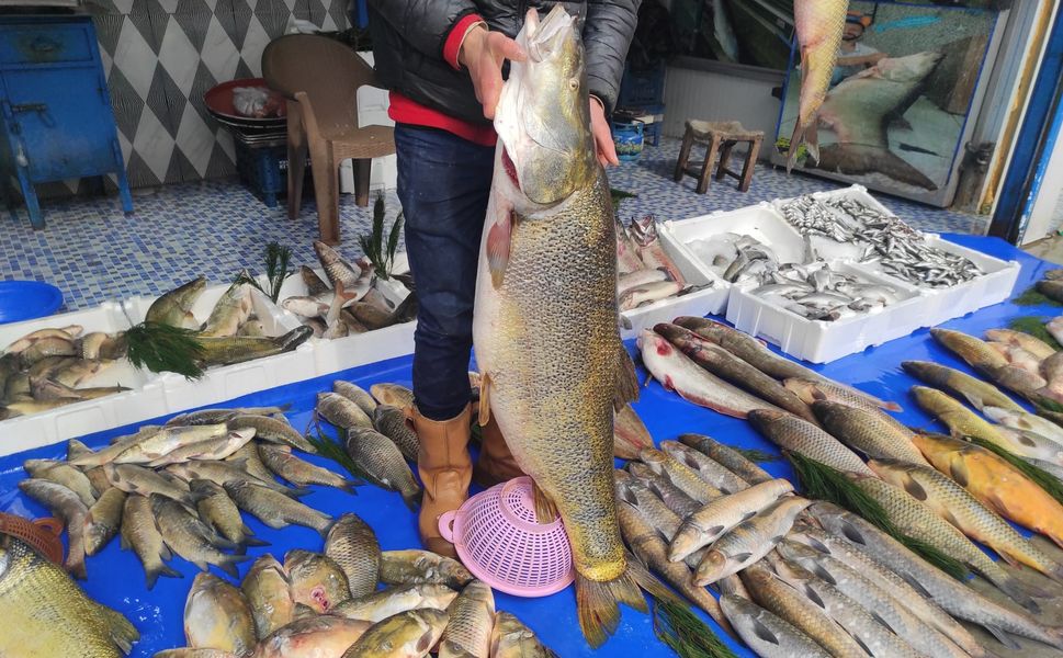 Botan Çayı’ndan Sofralara: Dev Tatlı Su Balıkları Batman’da İlgi Görüyor