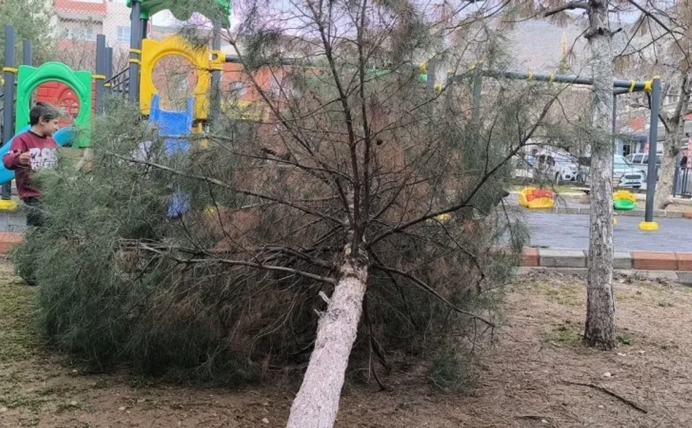 Fırtına Ağaç Devirdi