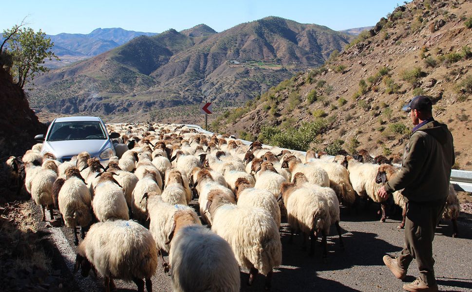 Batman'da bölgesel göçebe hayvancılık çalıştayı düzenlenecek