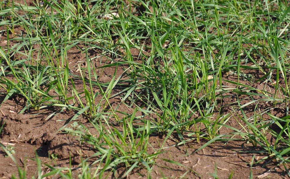 Aşırı yağış sonrası çiftçilere hayati uyarılar