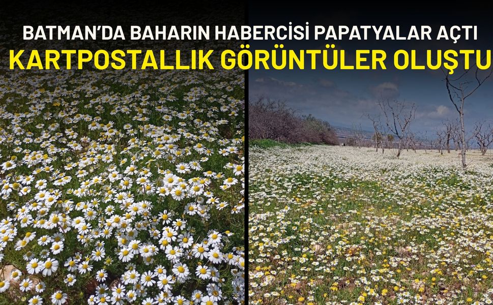 Batman’da Baharın Habercisi Papatyalar Açtı