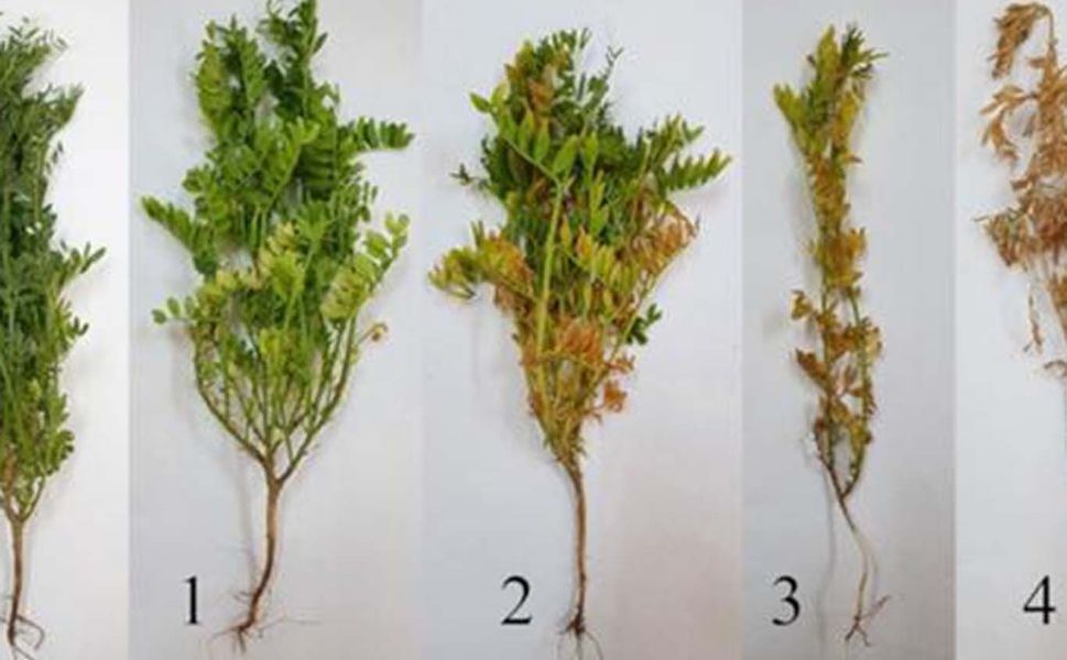 Batman'da mercimek tarlaları için kök çürüklüğü uyarısı