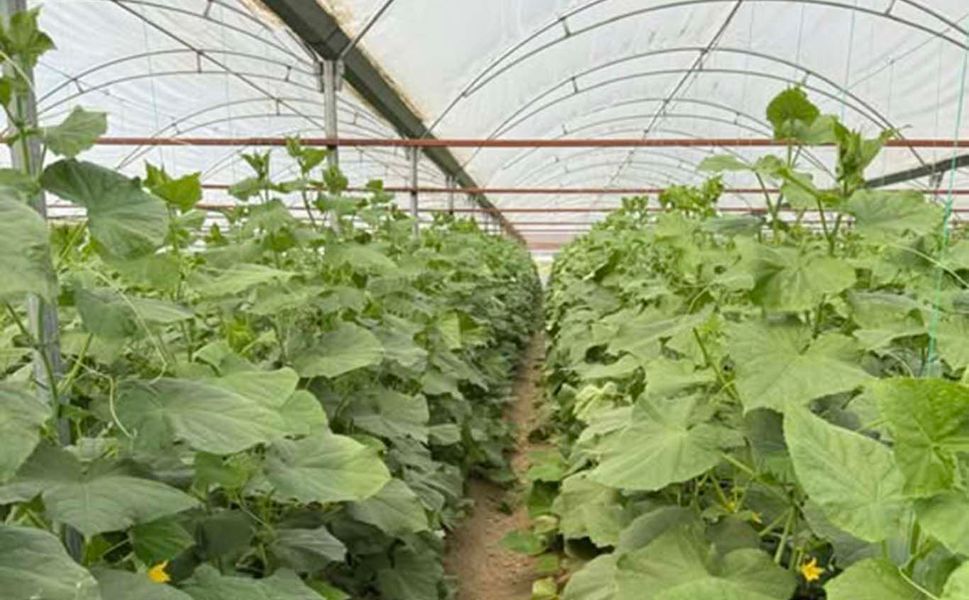 Batman'da sera üretimine nem uyarısı