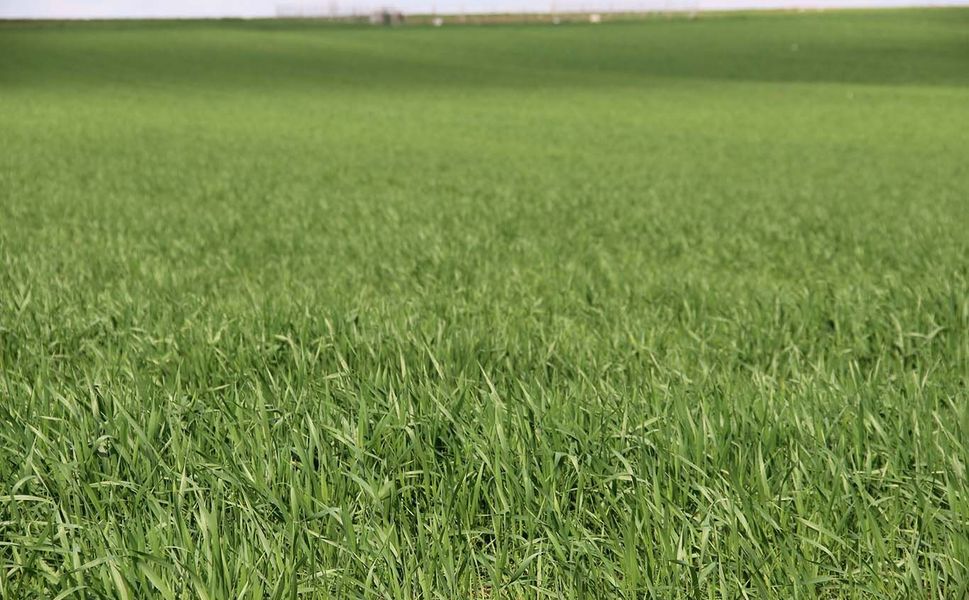 Batmanlı çiftçilere kritik uyarı: Yağış sevindirdi, hastalık riski kapıda