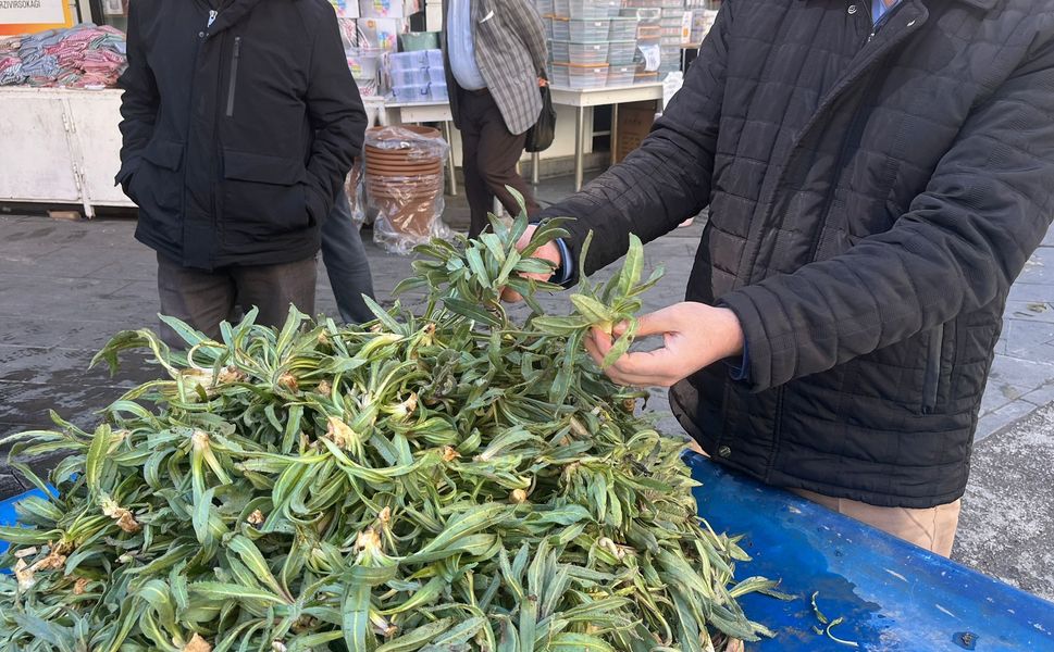 Dağlardan Gelen Şifa “Sığırdili” Tezgâhlarda