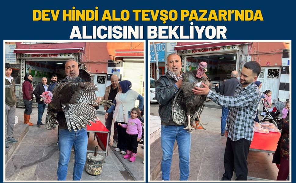 Dev Hindi Alo Tevşo Pazarı’nda Alıcısını Bekliyor