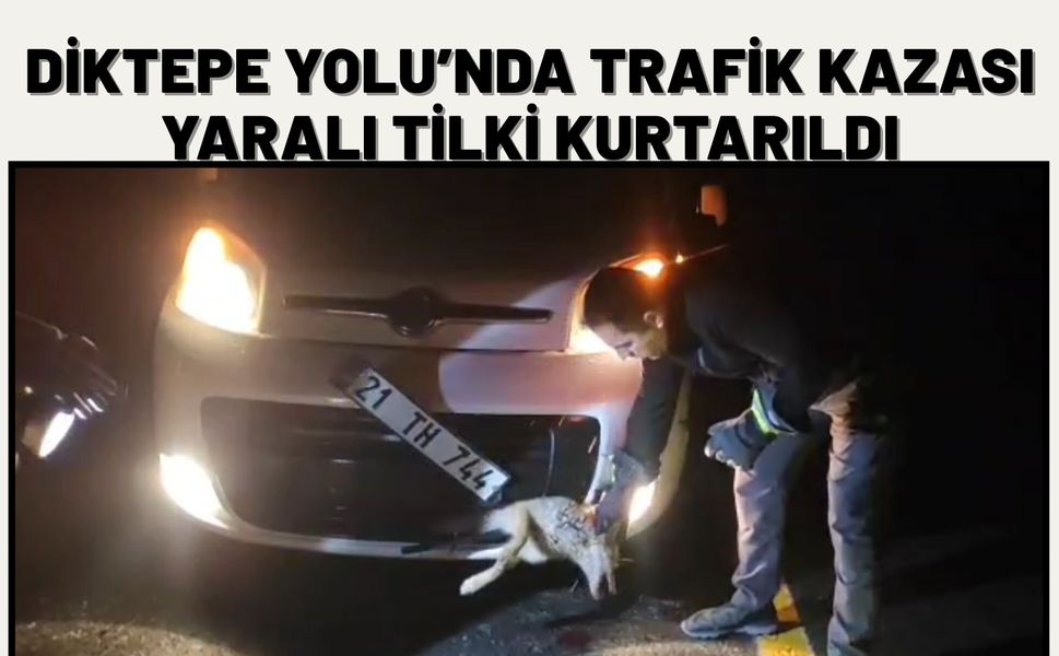 Diktepe Yolu’nda Trafik Kazası: Yaralı Tilki Kurtarıldı