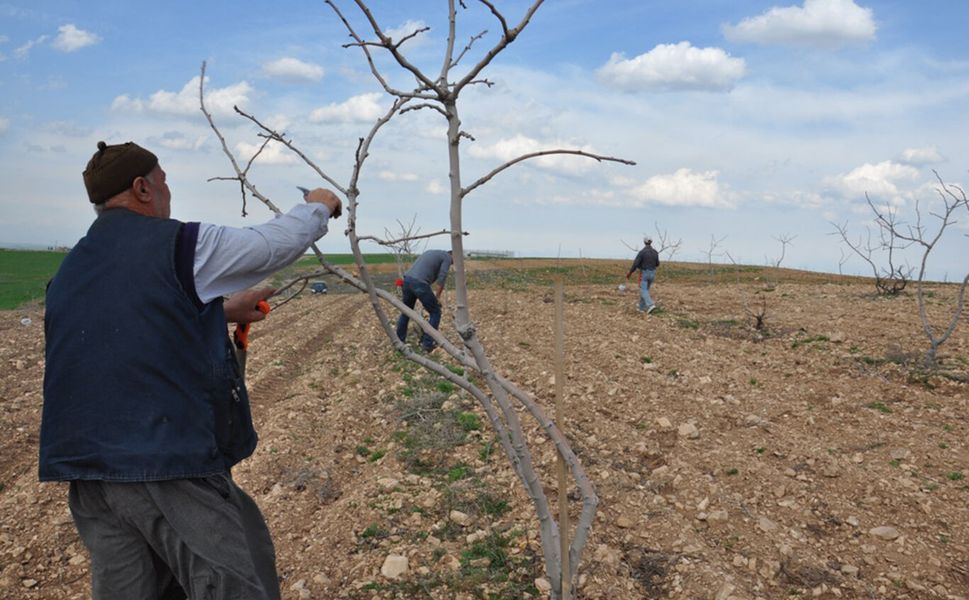 İl Tarım'dan çiftçilere bordo bulamacı uyarısı