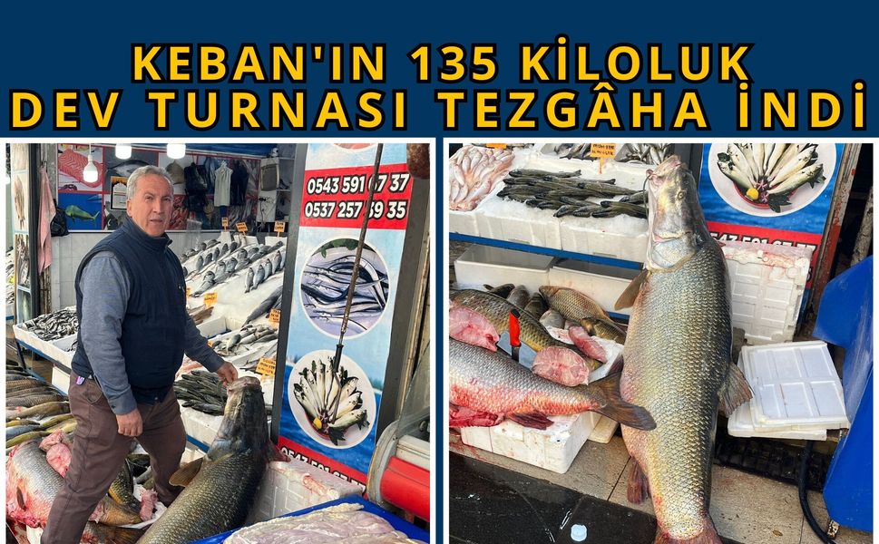 Keban'ın 135 Kiloluk Dev Turnası Tezgâha İndi
