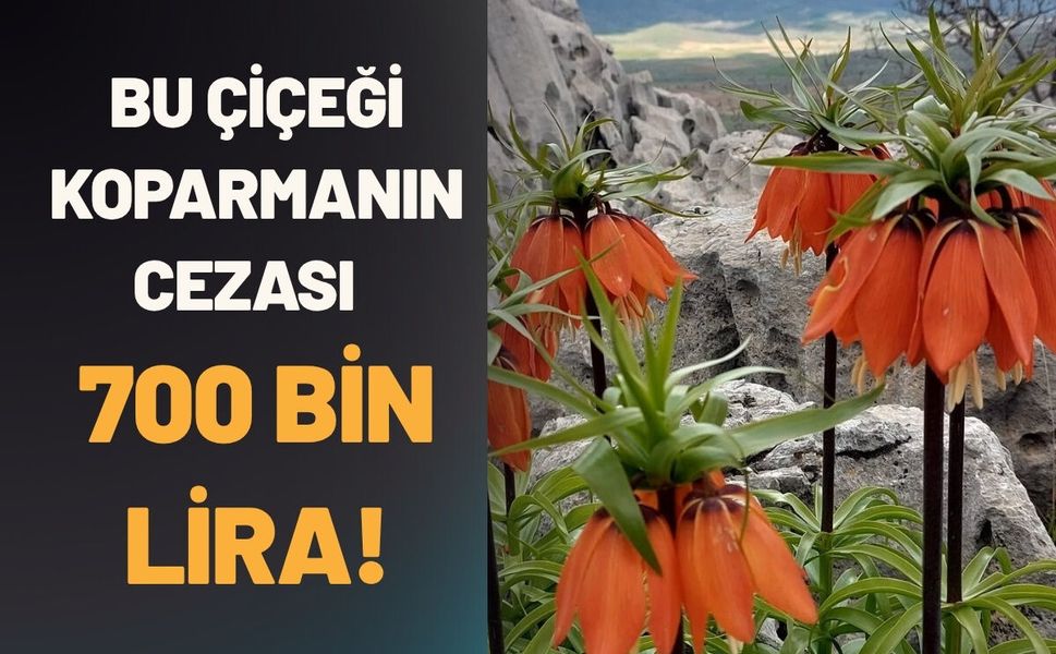 Bu Çiçeği Koparmanın Cezası Tam 700 Bin Lira!