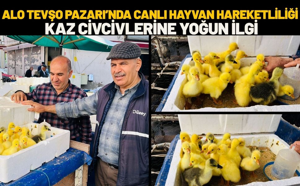Alo Tevşo Pazarı’nda Canlı Hayvan Hareketliliği: Kaz Civcivlerine Yoğun İlgi