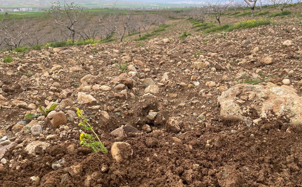 Aşırı yağışlar meyve bahçelerini tehdit ediyor: Uzmanlardan kritik uyarılar
