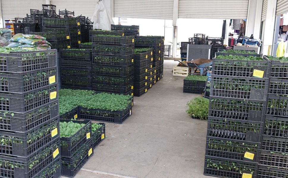 Batman'da bahçeler canlanıyor! Fideler tezgâhlarda yerini almaya başladı