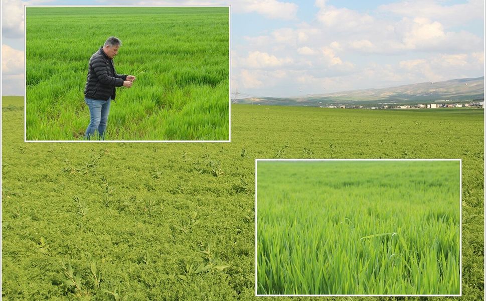 Batman'da Buğday, arpa ve mercimekte yüksek rekolte bekleniyor