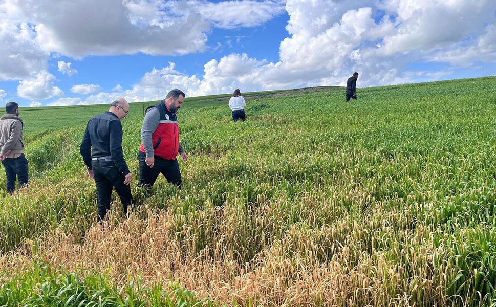 Batman'da buğday üreticilerine yanlış ilaçlama uyarısı
