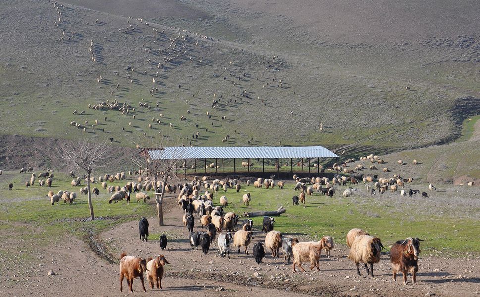 Batman'da kurbanlıkta sıkıntı yok, besicilerin gündemi yer sorunu