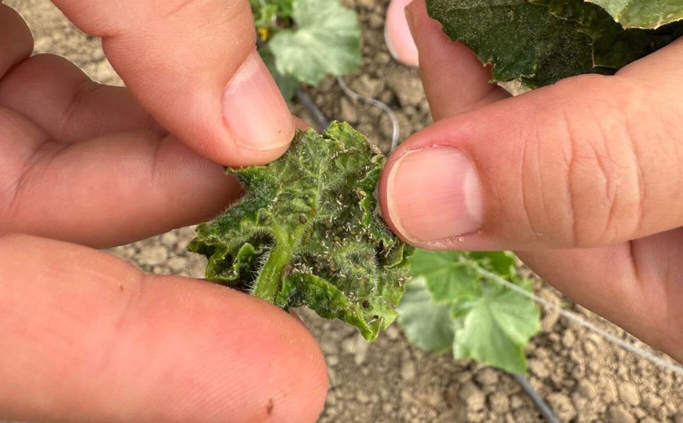 Batman'da sera üreticilerine hastalık ve zararlı uyarısı