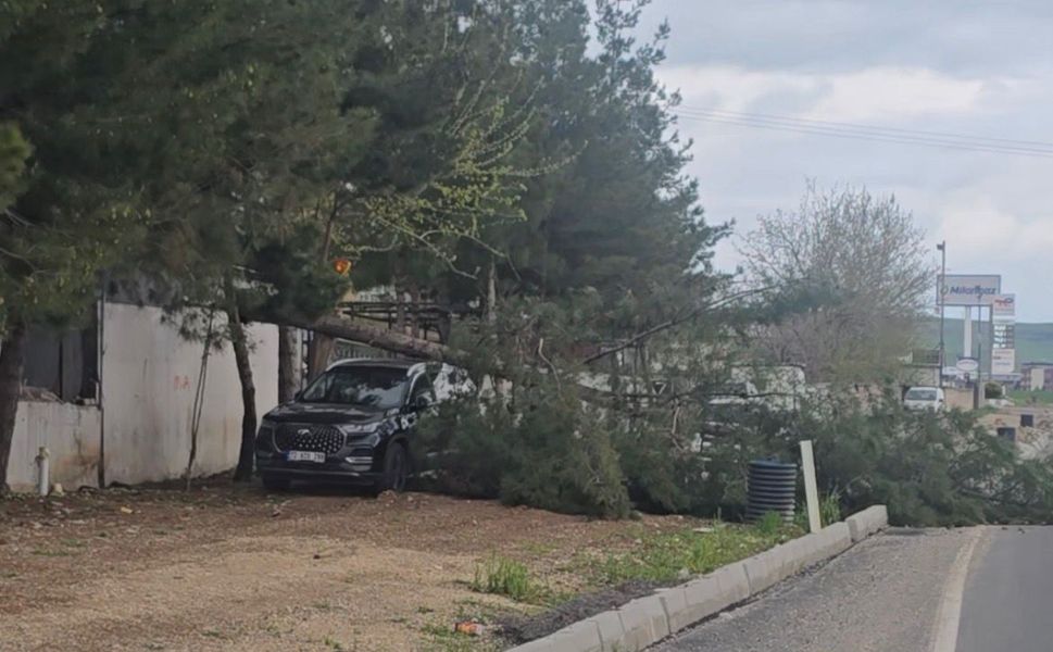 Organize Yolunda Ağaç Aracın Üstüne Devrildi