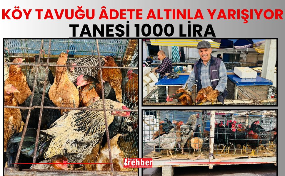 Köy Tavuğu Âdete Altınla Yarışıyor: Tanesi 1000 Lira