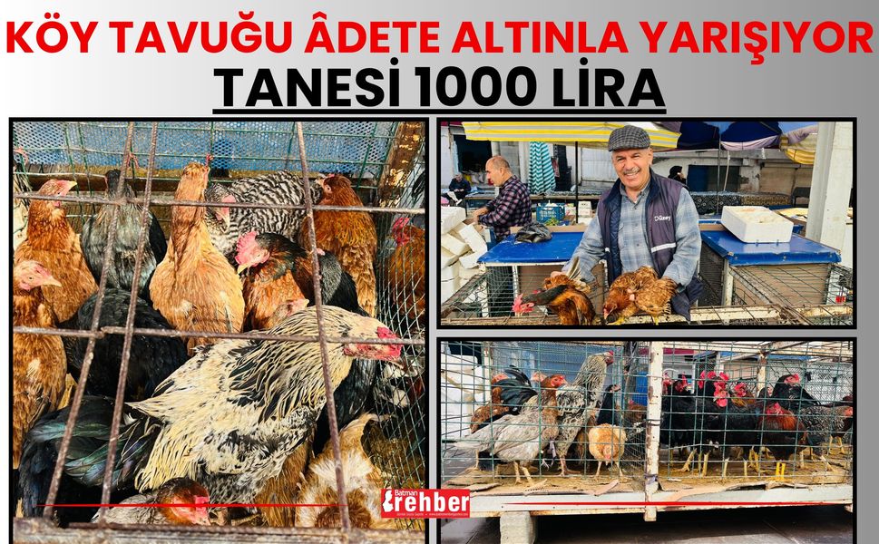 Köy Tavuğu Âdete Altınla Yarışıyor: Tanesi 1000 Lira