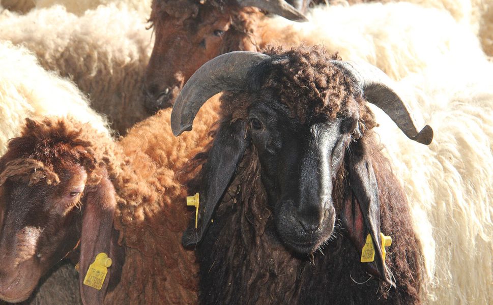 Kurban hazırlıklarını hızlandıran Umut Kervanı'ndan vekalet çağrısı