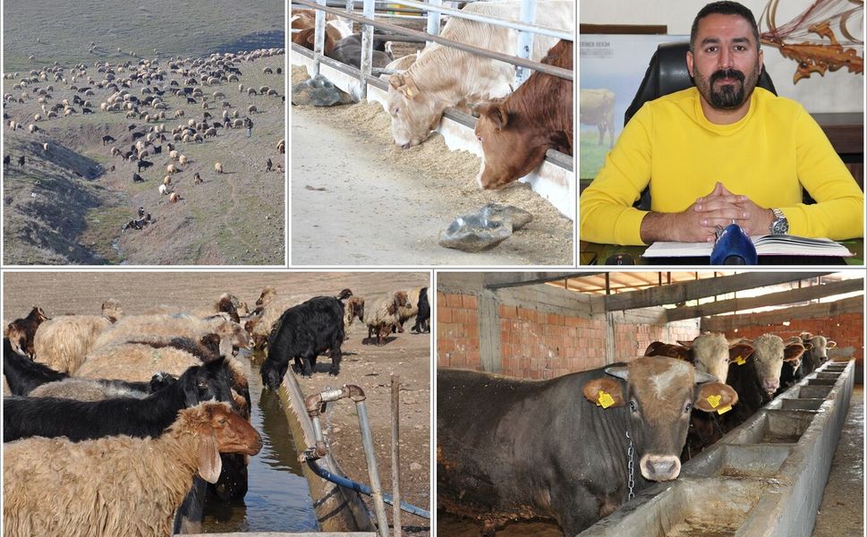 Veteriner Hekimden üreticilere kritik uyarı: İhmal büyük kayıplara yol açıyor