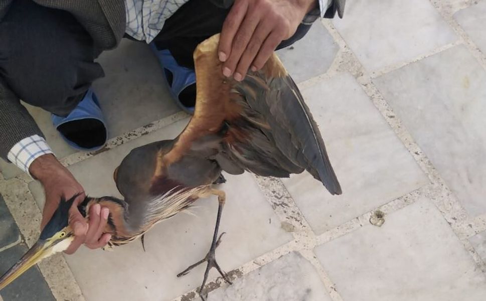 Yaralı Balıkçıl Kuş Selimiye Camisi’ne Sığındı