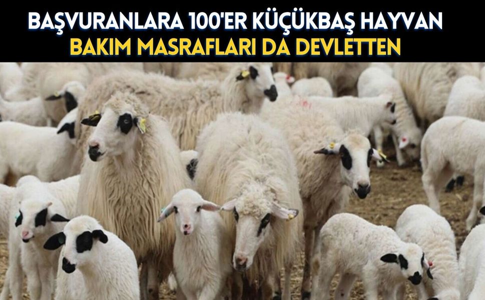 Başvuranlara 100er küçükbaş hayvan, bakım masrafları da devletten
