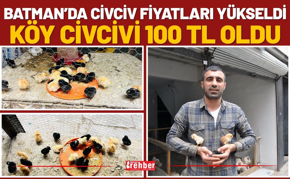 Batman’da Civciv Fiyatları Yükseldi Köy Civcivi 100 TL Oldu