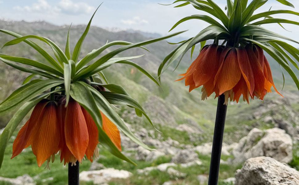 Bu Çiçeği Koparan Tam 700 Bin Lira Ödüyor