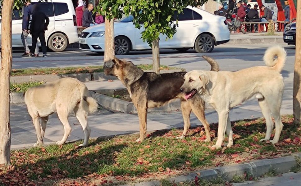 Köpekler Mutlaka Toplatılmalı, Görevini İhmal Edenler Sorumlu Tutulmalı