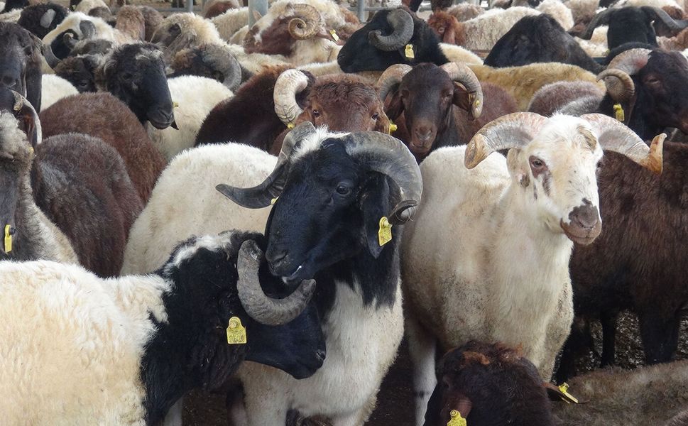 Kurbanlık fiyatları bu yıl ne kadar oldu?