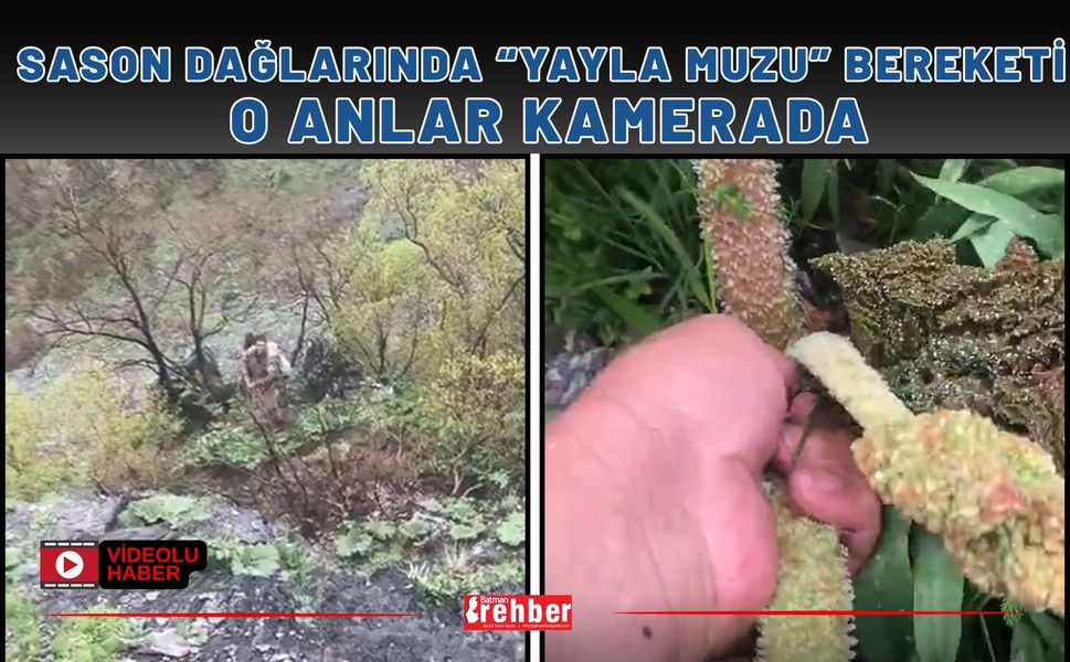 Sason Dağlarında "Yayla Muzu" Bereketi: O Anlar Kamerada