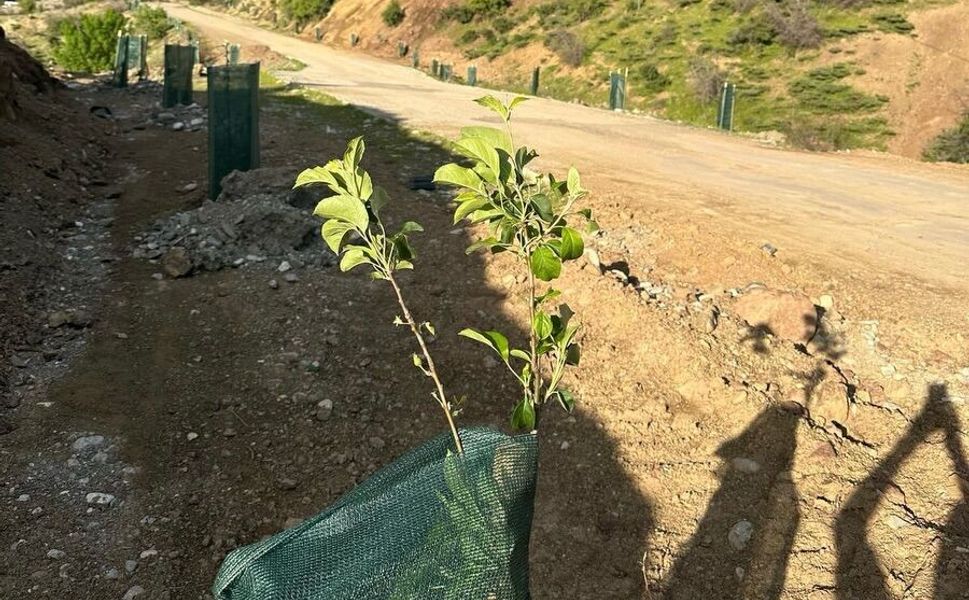 Yürüyüş Yolları Meyve Bahçesine Dönüşüyor