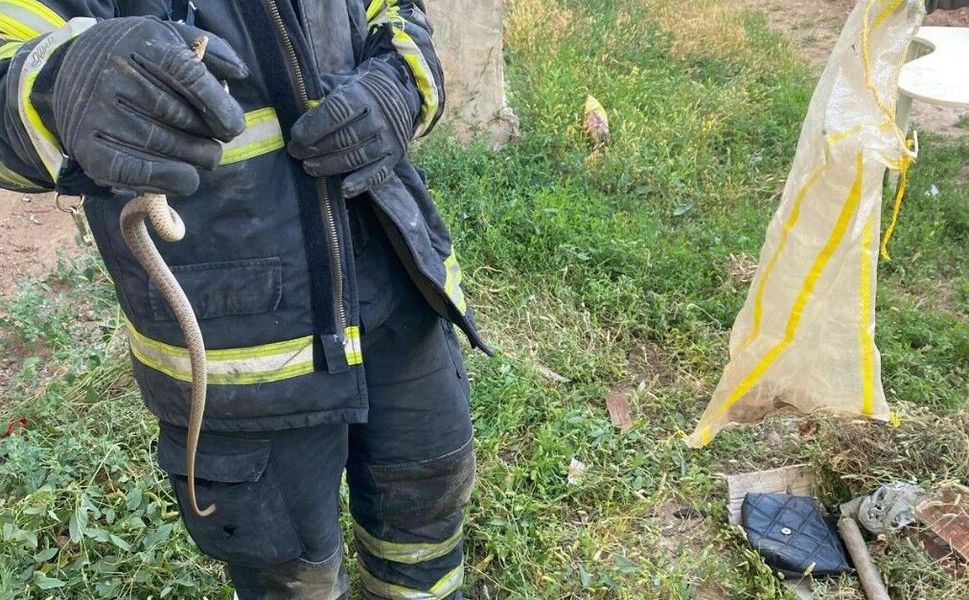 Batman Merkez Korik Mahallesi’nde Bir Evde Yakalanan Yılan Güvenli Bir Şekilde Doğaya Salındı