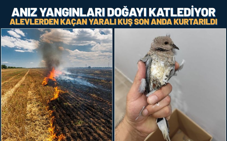 Batman'da Anız Yangınları Doğayı Katlediyor: Alevlerden Kaçan Yaralı Kuş Son Anda Kurtarıldı