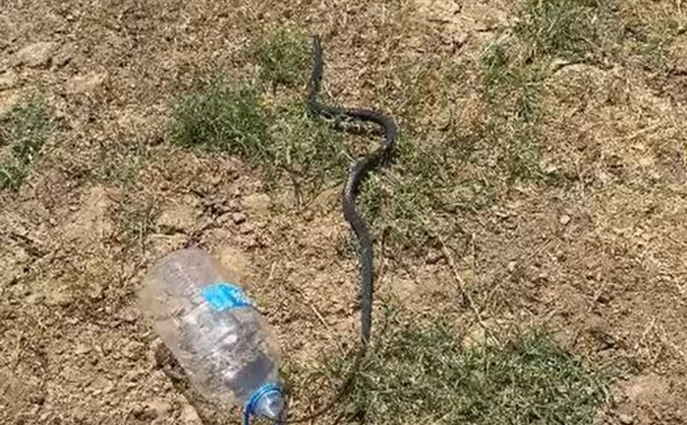 Batman'da Evlere Kadar Giren Yılan Doğal Ortama Bırakıldı