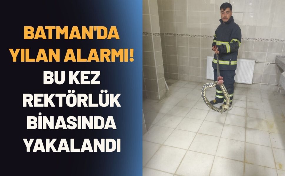 Batman'da Yılan Alarmı! Bu Kez Rektörlük Binasında Yakalandı