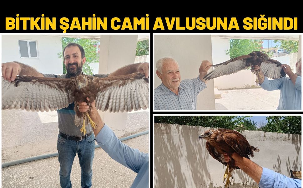 Bitkin Şahin Cami Avlusuna Sığındı