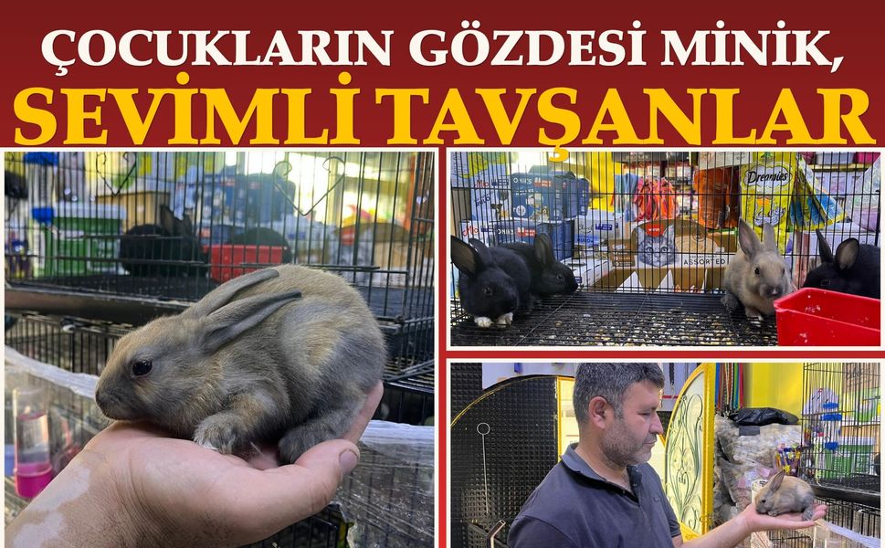 Çocukların Gözdesi Minik, Sevimli Tavşanlar