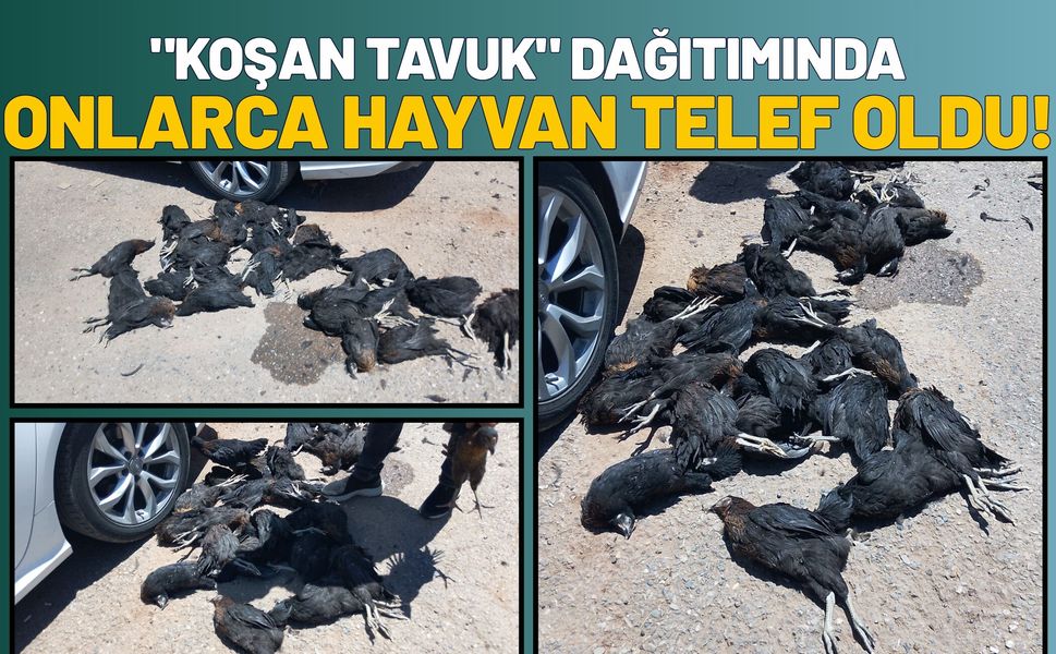 "Koşan Tavuk" Dağıtımında Onlarca Hayvan Telef Oldu!