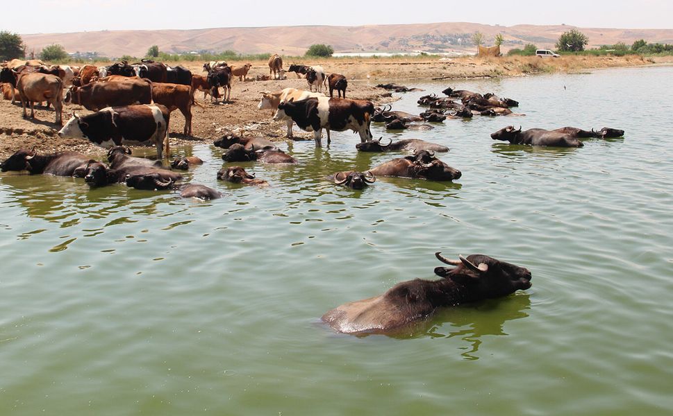 Mandalar serinliği çayda aradı