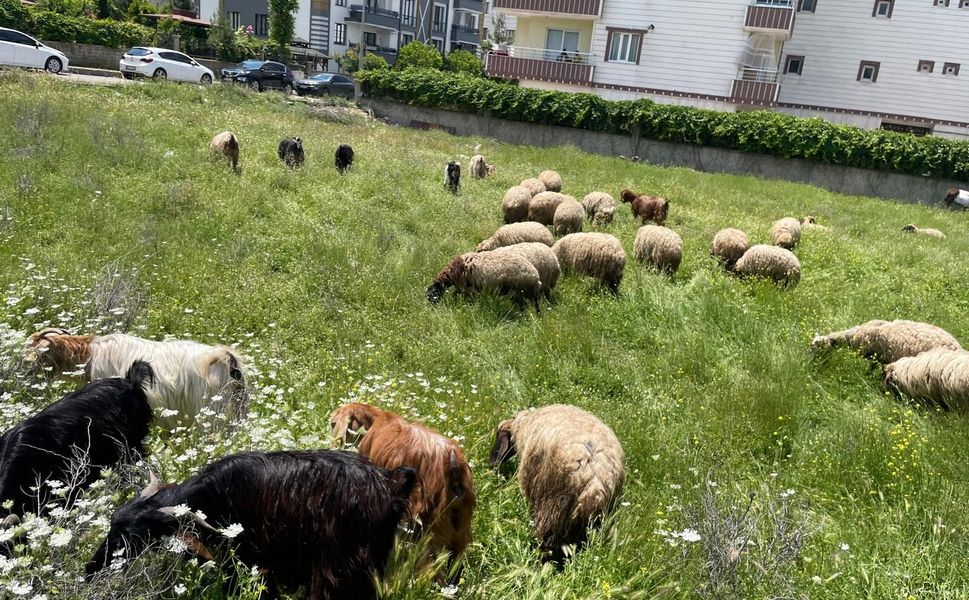 Sitelerin Yanı Meraya Döndü
