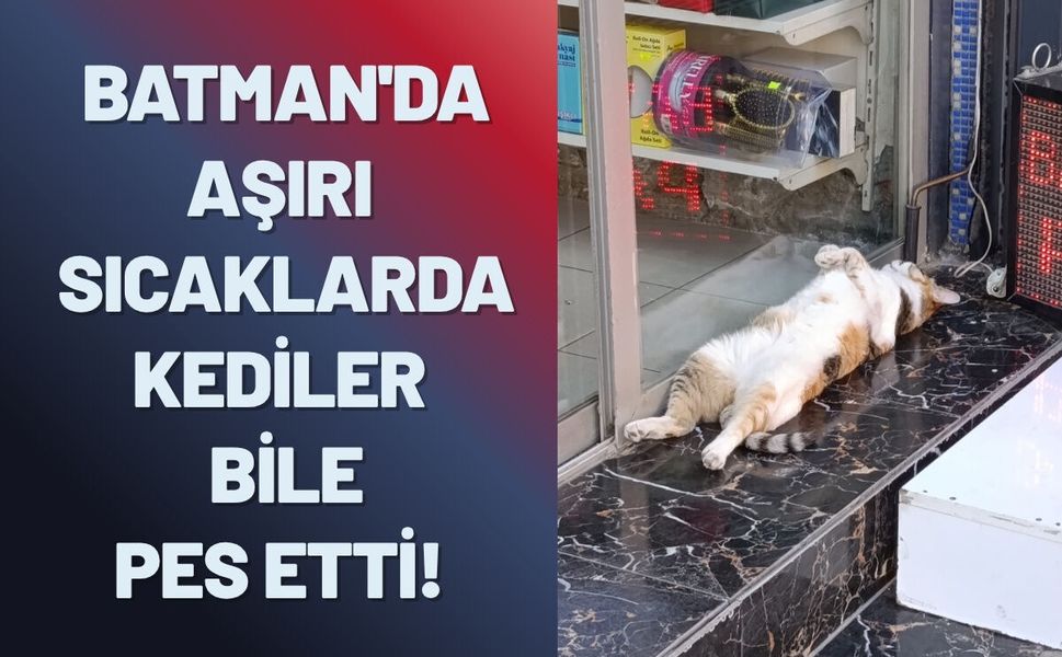 Batman'da Aşırı Sıcaklarda Kediler Bile Pes Etti!
