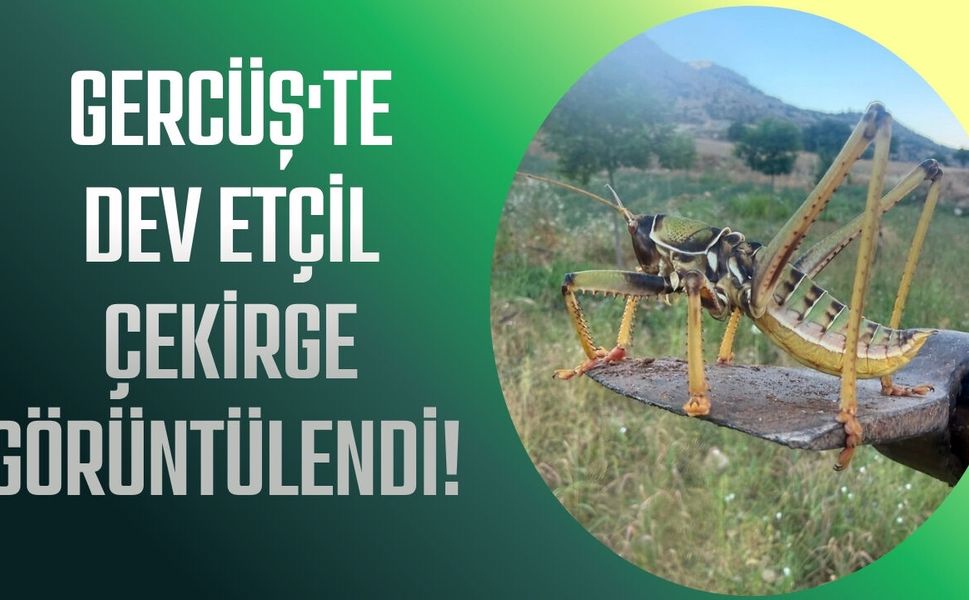 Gercüş'te Dev Etçil Çekirge Görüntülendi! İri Cüssesi Dikkat Çekti