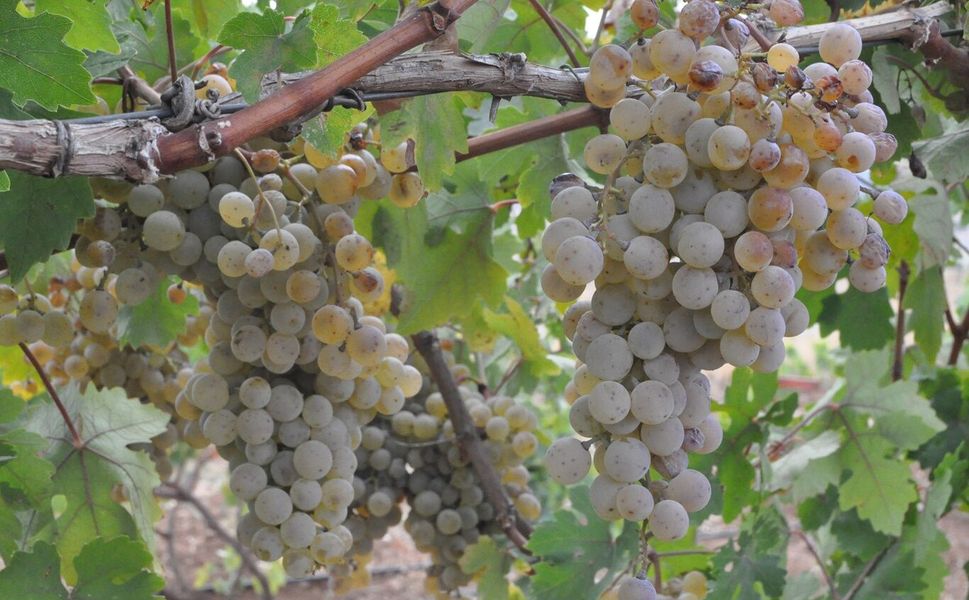 Gercüş'te tarımsal üretim, işleme ve paketleme tesisi kurulacak